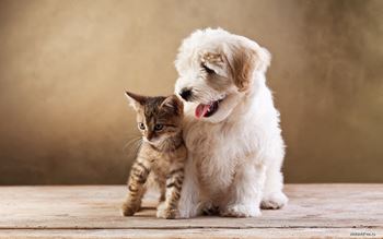 Pet-friendly apartments*